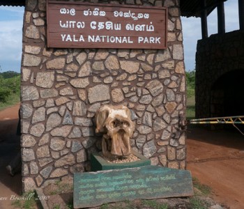 yala-national-park.jpg