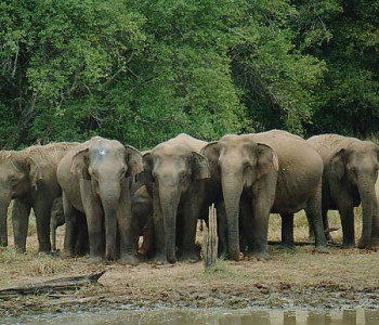 yala-safari-elephant2.jpg