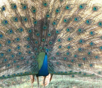 yala-village-peacock.jpg