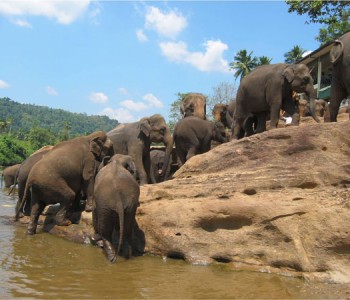 elephants-pinnawala-elephant-orphanage-1.jpg