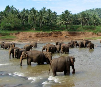 elephants-pinnawala-elephant-orphanage-2.jpg