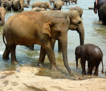 elephants-pinnawala-elephant-orphanage-3.jpg
