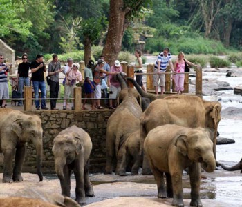 elephants-pinnawala-elephant-orphanage-4.jpg