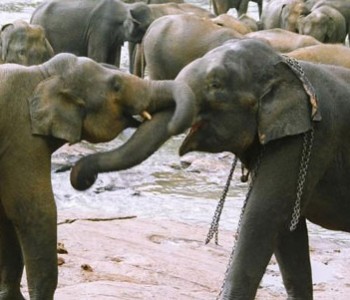 elephants-pinnawala-elephant-orphanage-6.jpg