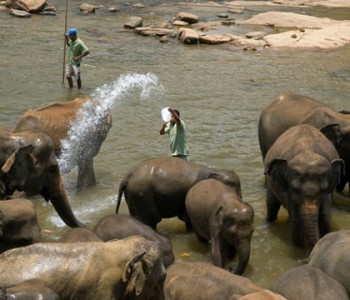 elephants-pinnawala-elephant-orphanage-8.jpg