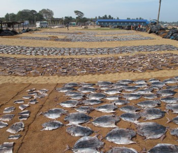 negombo-beach-drying-fish.jpg