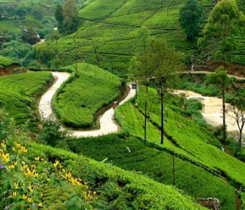 tea-estate-nuwaraeliya.jpg